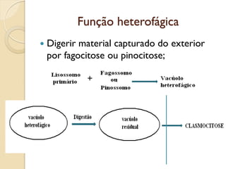 Função heterofágica
 Digerir material capturado do exterior
por fagocitose ou pinocitose;
 