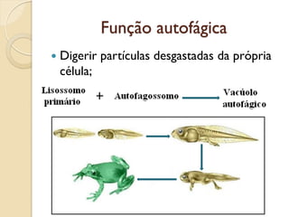 Função autofágica
 Digerir partículas desgastadas da própria
célula;
 