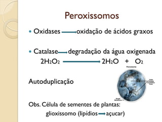 Peroxissomos
 Oxidases oxidação de ácidos graxos
 Catalase degradação da água oxigenada
2H2O2 2H2O + O2
Autoduplicação
Obs. Célula de sementes de plantas:
glioxissomo (lipídios açucar)
 
