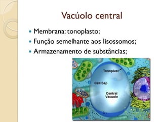 Vacúolo central
 Membrana: tonoplasto;
 Função semelhante aos lisossomos;
 Armazenamento de substâncias;
 
