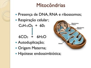 Mitocôndrias
 Presença de DNA, RNA e ribossomos;
 Respiração celular;
C6H12O6 + 602
6CO2 + 6H2O
 Autoduplicação;
 Origem Materna;
 Hipótese endossimbiótica;
 
