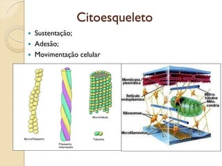 Citoesqueleto
 Sustentação;
 Adesão;
 Movimentação celular
 