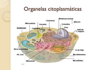 Organelas citoplasmáticas
 