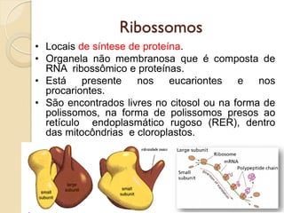 Ribossomos
• Locais de síntese de proteína.
• Organela não membranosa que é composta de
RNA ribossômico e proteínas.
• Está presente nos eucariontes e nos
procariontes.
• São encontrados livres no citosol ou na forma de
polissomos, na forma de polissomos presos ao
retículo endoplasmático rugoso (RER), dentro
das mitocôndrias e cloroplastos.
 