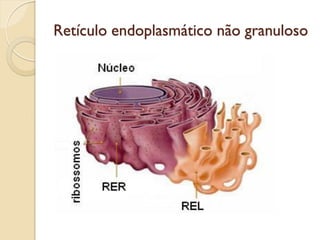 Retículo endoplasmático não granuloso
 