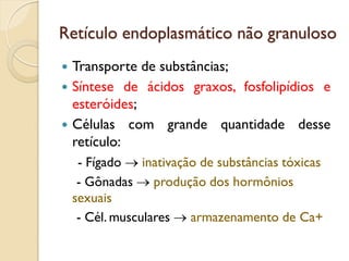 Retículo endoplasmático não granuloso
 Transporte de substâncias;
 Síntese de ácidos graxos, fosfolipídios e
esteróides;
 Células com grande quantidade desse
retículo:
- Fígado  inativação de substâncias tóxicas
- Gônadas  produção dos hormônios
sexuais
- Cél. musculares  armazenamento de Ca+
 