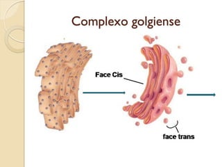Complexo golgiense
 