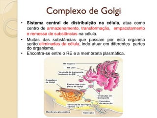 Complexo de Golgi
• Sistema central de distribuição na célula, atua como
centro de armazenamento, transformação, empacotamento
e remessa de substâncias na célula.
• Muitas das substâncias que passam por esta organela
serão eliminadas da célula, indo atuar em diferentes partes
do organismo.
• Encontra-se entre o RE e a membrana plasmática.
 