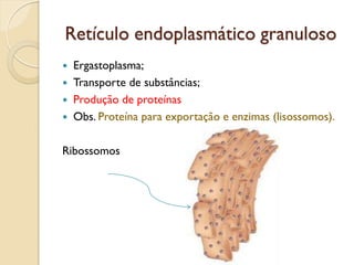 Retículo endoplasmático granuloso
 Ergastoplasma;
 Transporte de substâncias;
 Produção de proteínas
 Obs. Proteína para exportação e enzimas (lisossomos).
Ribossomos
 