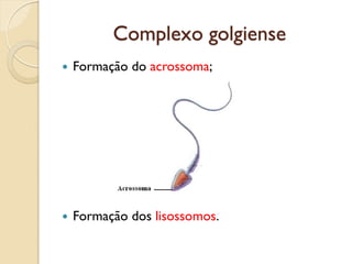 Complexo golgiense
 Formação do acrossoma;
 Formação dos lisossomos.
 