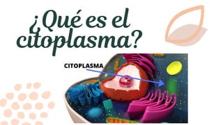 ¿Qué es el
citoplasma?
 