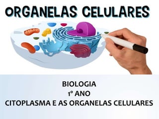 BIOLOGIA
1º ANO
CITOPLASMA E AS ORGANELAS CELULARES
 