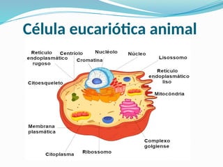 Célula eucariótica animal
 