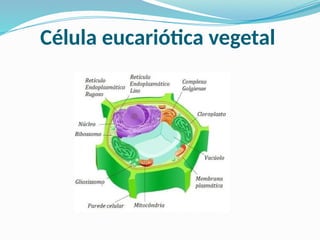 Célula eucariótica vegetal
 