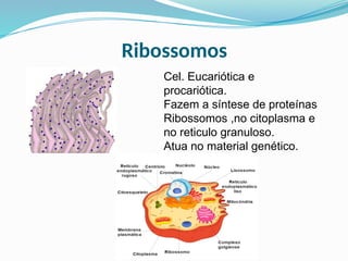 Ribossomos
Cel. Eucariótica e
procariótica.
Fazem a síntese de proteínas
Ribossomos ,no citoplasma e
no reticulo granuloso.
Atua no material genético.
 