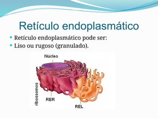 Retículo endoplasmático
 Retículo endoplasmático pode ser:
 Liso ou rugoso (granulado).
 