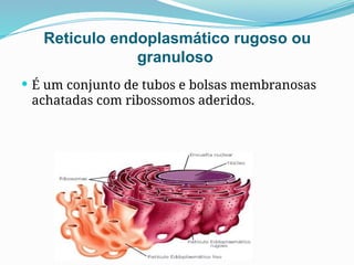 Reticulo endoplasmático rugoso ou
granuloso
 É um conjunto de tubos e bolsas membranosas
achatadas com ribossomos aderidos.
 