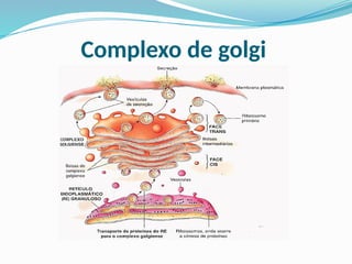 Complexo de golgi
 