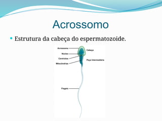 Acrossomo
 Estrutura da cabeça do espermatozoide.
 