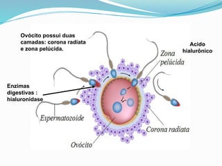 Acido
hialurônico
Ovócito possui duas
camadas: corona radiata
e zona pelúcida.
Enzimas
digestivas :
hialuronidase
 