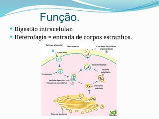Função.
 Digestão intracelular.
 Heterofagia = entrada de corpos estranhos.
 