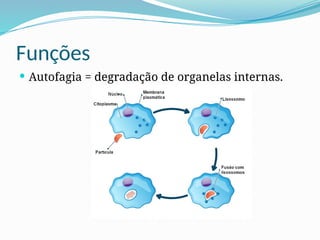 Funções
 Autofagia = degradação de organelas internas.
 