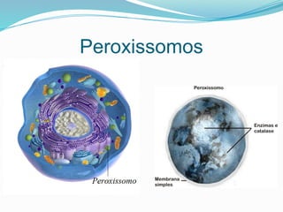 Peroxissomos
 