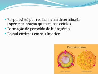  Responsável por realizar uma determinada
espécie de reação química nas células.
 Formação de peroxido de hidrogênio.
 Possui enzimas em seu interior
 