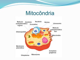 Mitocôndria
 