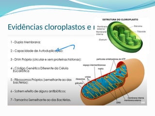 Evidências cloroplastos e mitocôndrias
 