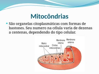 Mitocôndrias
 São organelas citoplasmáticas com formas de
bastones. Seu numero na célula varia de dezenas
a centenas, dependendo do tipo celular.
 
