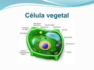 Célula vegetal
 