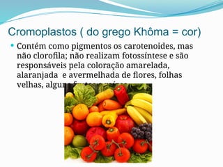 Cromoplastos ( do grego Khôma = cor)
 Contém como pigmentos os carotenoides, mas
não clorofila; não realizam fotossíntese e são
responsáveis pela coloração amarelada,
alaranjada e avermelhada de flores, folhas
velhas, alguns frutos e raízes.
 