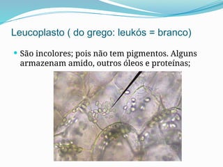 Leucoplasto ( do grego: leukós = branco)
 São incolores; pois não tem pigmentos. Alguns
armazenam amido, outros óleos e proteínas;
 
