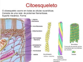 Citoplasma BIOLOGIA COMPLETP SLIDE PDF S