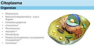 • Ribossomos
• Retículo Endoplasmático – Liso e
Rugoso
• Complexo golgiense
• Lisossomos*
• Peroxissomos
• Vacúolos**
• Mitocôndrias
• Plastos (Cromoplastos; Leucoplastos;
Cloroplastos)**
• Centríolos*
Citoplasma
Organelas
 