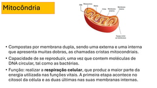 Mitocôndria
• Compostas por membrana dupla, sendo uma externa e uma interna
que apresenta muitas dobras, as chamadas cristas mitocondriais.
• Capacidade de se reproduzir, uma vez que contem moléculas de
DNA circular, tal como as bactérias.
• Função: realizar a respiração celular, que produz a maior parte da
energia utilizada nas funções vitais. A primeira etapa acontece no
citosol da célula e as duas últimas nas suas membranas internas.
 
