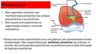 Ribossomos
• Essas estruturas assemelham-se a um grânulo, por apresentarem forma
arredondada. São responsáveis por sintetizar proteínas nas células. A
reunião dos aminoácidos para formar as proteínas ocorre pela formação
de ligações peptídicas.
• São organelas celulares não
membranosas presentes nas células
procarióticas e eucarióticas.
• Eles atuam principalmente na
regeneração celular e controle
metabólico.
 