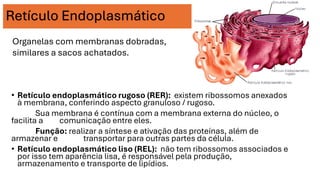 Retículo Endoplasmático
• Retículo endoplasmático rugoso (RER): existem ribossomos anexados
à membrana, conferindo aspecto granuloso / rugoso.
Sua membrana é contínua com a membrana externa do núcleo, o
facilita a comunicação entre eles.
Função: realizar a síntese e ativação das proteínas, além de
armazenar e transportar para outras partes da célula.
• Retículo endoplasmático liso (REL): não tem ribossomos associados e
por isso tem aparência lisa, é responsável pela produção,
armazenamento e transporte de lipídios.
Organelas com membranas dobradas,
similares a sacos achatados.
 