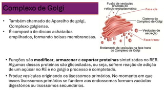 Complexo de Golgi
• Funções são modificar, armazenar e exportar proteínas sintetizadas no RER.
Algumas dessas proteínas são glicosiladas, ou seja, sofrem reação de adição
de um açúcar no RE e no golgi o processo é completado.
• Produz vesículas originando os lisossomos primários. No momento em que
esses lisossomos primários se fundem aos endossomas formam vacúolos
digestórios ou lisossomos secundários.
• Também chamado de Aparelho de golgi,
Complexo golgiense.
• É composto de discos achatados
empilhados, formando bolsas membranosas.
 