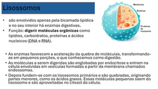 Lisossomos
• As enzimas favorecem a aceleração da quebra de moléculas, transformando-
as em pequenos porções, o que conhecemos como digestão.
• As moléculas a serem digeridas são englobadas por endocitose e entram na
célula envolvidas em vesículas formadas a partir da membrana chamados
endossomas.
• Depois fundem-se com os lisossomos primários e são quebradas, originando
partes menores, como os ácidos graxos. Essas moléculas pequenas saem do
lisossomo e são aproveitadas no citosol da célula.
• são envolvidos apenas pela bicamada lipídica
e no seu interior há enzimas digestivas.
• Função: digerir moléculas orgânicas como
lipídios, carboidratos, proteínas e ácidos
nucleicos (DNA e RNA).
 