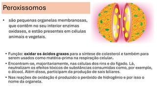 Peroxissomos
• Função: oxidar os ácidos graxos para a síntese de colesterol e também para
serem usados como matéria-prima na respiração celular.
• Encontram-se, majoritariamente, nas células dos rins e do fígado. Lá,
neutralizam os efeitos tóxicos de substâncias consumidas como, por exemplo,
o álcool. Além disso, participam da produção de sais biliares.
• Nas reações de oxidação é produzido o peróxido de hidrogênio e por isso o
nome da organela.
• são pequenas organelas membranosas,
que contêm no seu interior enzimas
oxidases, e estão presentes em células
animais e vegetais.
 