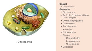 Citoplasma
• Citosol
• Citoesqueleto
• Organelas
• Ribossomos
• Retículo Endoplasmático –
Liso e Rugoso
• Complexo golgiense
• Lisossomos
• Peroxissomos
• Vacúolos
• Mitocôndrias
• Plastos
• Cromoplastos
• Leucoplastos
• Cloroplastos
• Centríolos
 