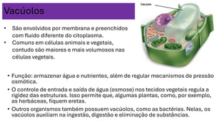 Vacúolos
• Função: armazenar água e nutrientes, além de regular mecanismos de pressão
osmótica.
• O controle de entrada e saída de água (osmose) nos tecidos vegetais regula a
rigidez das estruturas. Isso permite que, algumas plantas, como, por exemplo,
as herbáceas, fiquem eretas.
• Outros organismos também possuem vacúolos, como as bactérias. Nelas, os
vacúolos auxiliam na ingestão, digestão e eliminação de substâncias.
• São envolvidos por membrana e preenchidos
com fluido diferente do citoplasma.
• Comuns em células animais e vegetais,
contudo são maiores e mais volumosos nas
células vegetais.
 