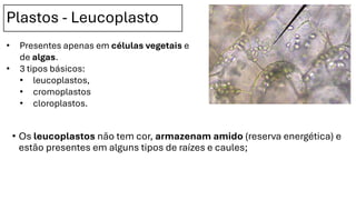 Plastos - Leucoplasto
• Os leucoplastos não tem cor, armazenam amido (reserva energética) e
estão presentes em alguns tipos de raízes e caules;
• Presentes apenas em células vegetais e
de algas.
• 3 tipos básicos:
• leucoplastos,
• cromoplastos
• cloroplastos.
 