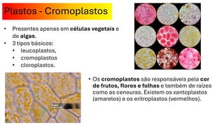 Plastos - Cromoplastos
• Os cromoplastos são responsáveis pela cor
de frutos, flores e folhas e também de raízes
como as cenouras. Existem os xantoplastos
(amarelos) e os eritroplastos (vermelhos).
• Presentes apenas em células vegetais e
de algas.
• 3 tipos básicos:
• leucoplastos,
• cromoplastos
• cloroplastos.
 