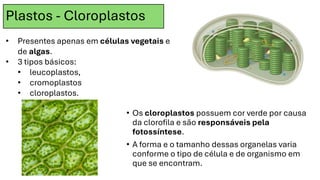 Plastos - Cloroplastos
• Os cloroplastos possuem cor verde por causa
da clorofila e são responsáveis pela
fotossíntese.
• A forma e o tamanho dessas organelas varia
conforme o tipo de célula e de organismo em
que se encontram.
• Presentes apenas em células vegetais e
de algas.
• 3 tipos básicos:
• leucoplastos,
• cromoplastos
• cloroplastos.
 