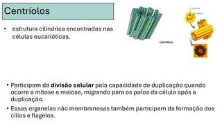 Centríolos
• Participam da divisão celular pela capacidade de duplicação quando
ocorre a mitose e meiose, migrando para os polos da célula após a
duplicação.
• Essas organelas não membranosas também participam da formação dos
cílios e flagelos.
• estrutura cilíndrica encontradas nas
células eucarióticas.
 