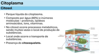 • Parque líquida do citoplasma.
• Composto por água (80%) e inúmeras
moléculas – proteínas, lipídeos
aminoácidos, íons, vitaminas.
• No citosol ocorre processos metabólicos,
sendo muitas vezes o local de produção de
substâncias.
• Local onde ocorre o transporte de
substâncias.
• Presença do citoesqueleto.
Citoplasma
Citosol
 