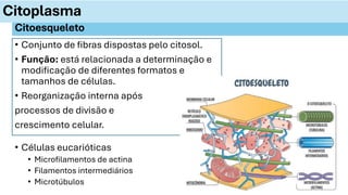 • Conjunto de fibras dispostas pelo citosol.
• Função: está relacionada a determinação e
modificação de diferentes formatos e
tamanhos de células.
• Reorganização interna após
processos de divisão e
crescimento celular.
Citoplasma
Citoesqueleto
• Células eucarióticas
• Microfilamentos de actina
• Filamentos intermediários
• Microtúbulos
 